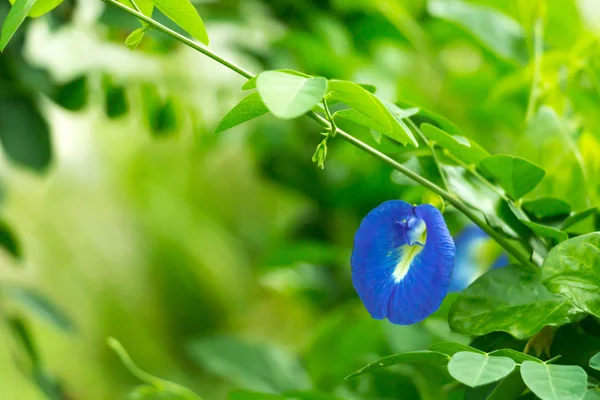 Blue pea vine or Anchan on it's twig. — Stock Photo, Image