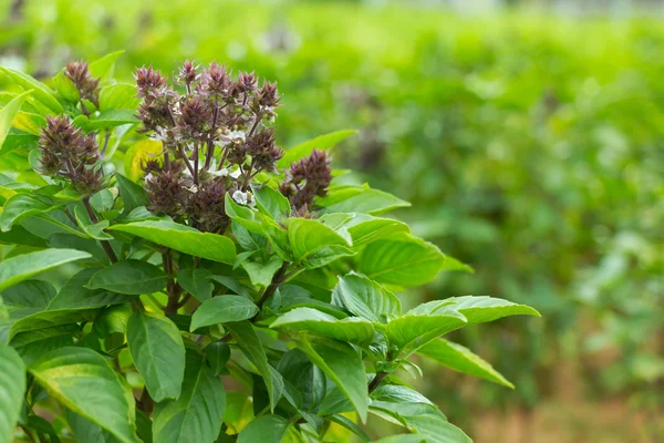 Sweet basil plant — Stock Photo, Image