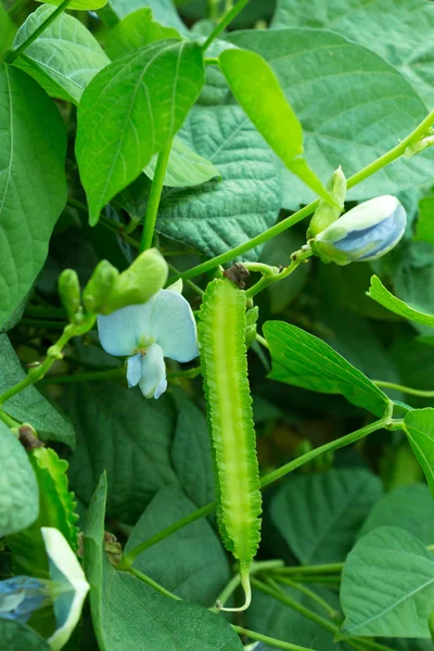 Four-angled bean — Stock Photo, Image