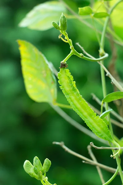 Okřídlené Bean na rostlině — Stock fotografie