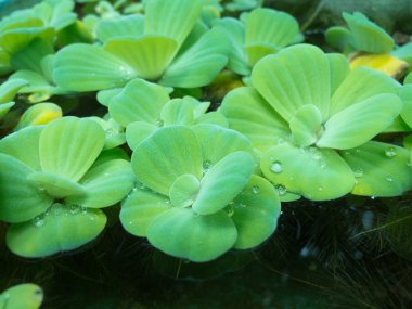 Duckweed