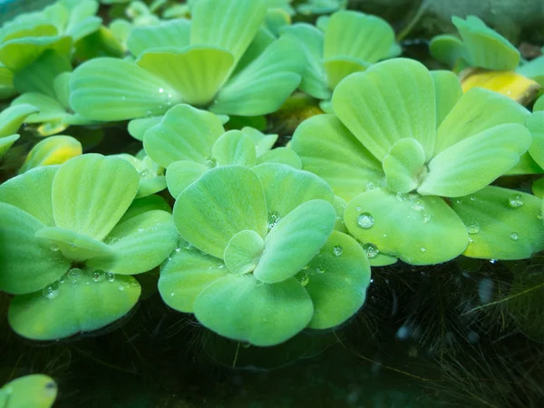 Duckweed — Stock fotografie