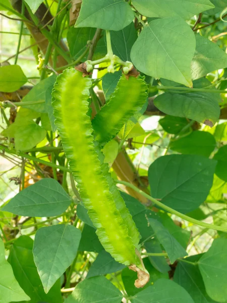 Winged Bean — Stock Photo, Image