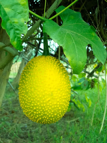 Bahar acı salatalık
