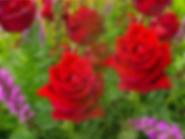 Verschwommen von roten Rosen Strauß. — Stockfoto