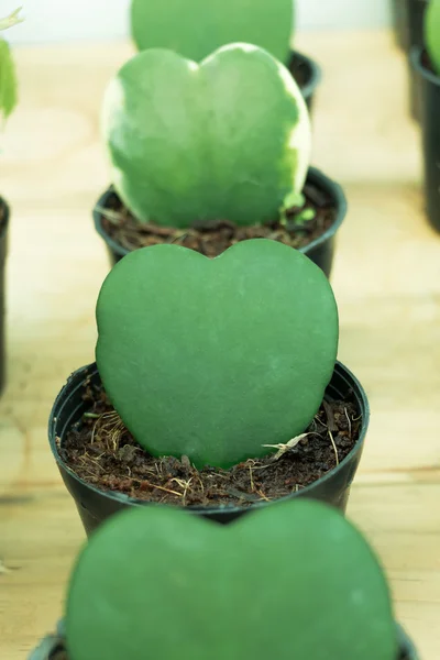 Hoya veya balmumu bitki