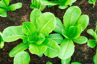 Çünkü marul toprak