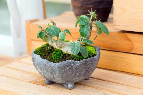 pot üzerinde Bonsai