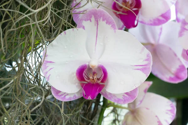 Phalaenopsis Orchid Flower — Stock Photo, Image