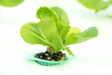 Baby green cos lettuce clipart