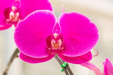 pembe phalaenopsis orkide 