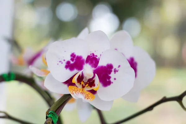 Yakın çekim beyaz Phalaenopsis — Stok fotoğraf