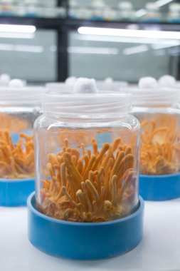 Cordyceps mantar gruptaki