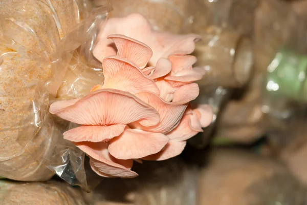 Rosafarbener Austernpilz — Stockfoto