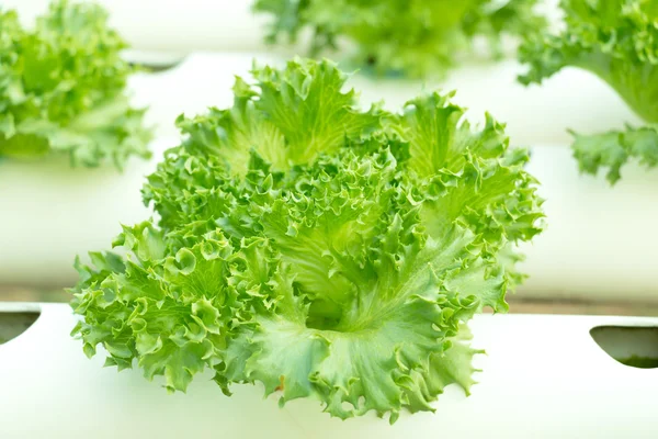 Närbild av Sallad greener — Stockfoto