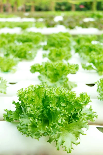 Gruptaki yeşil salata