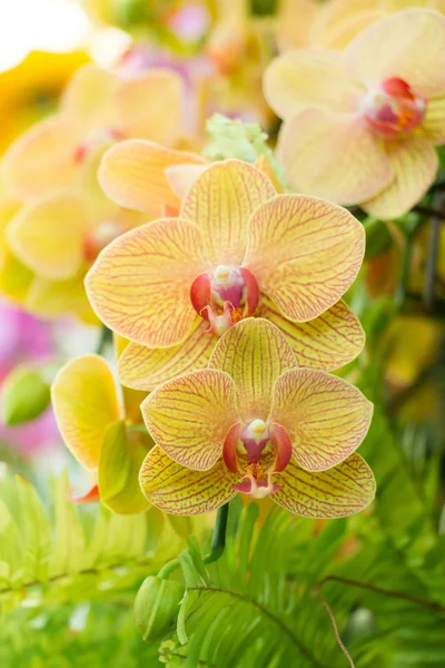 Phalaenopsis orkide Bahçe