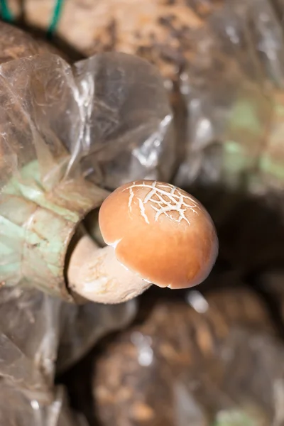 Yanagi Matsutake mantar