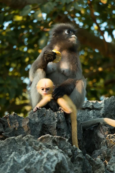 Dusky langur mommy and baby — Stok Foto