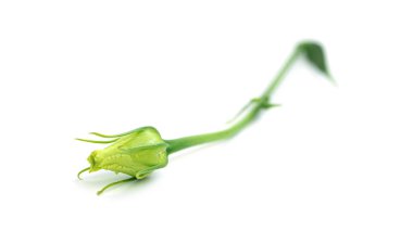 Beyaz arka planda Eustoma çiçeği. Lisianthus.