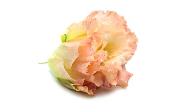 Beyaz arkaplandaki Eustoma tomurcuğu. Lisianthus otu.