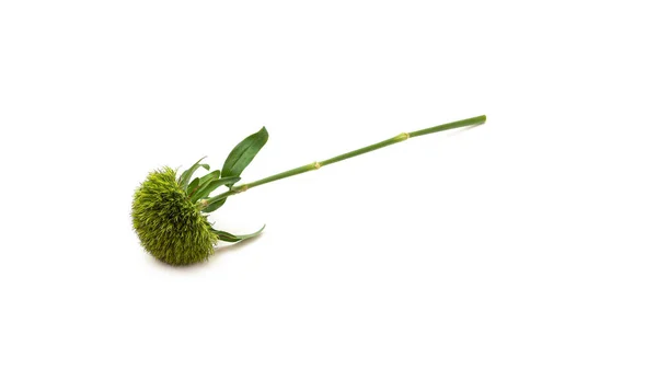 Friss zöld szegfű virág fehér alapon. — Stock Fotó