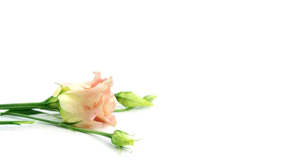 Eustoma flower on a white background. Lisianthus. — Stock Photo, Image