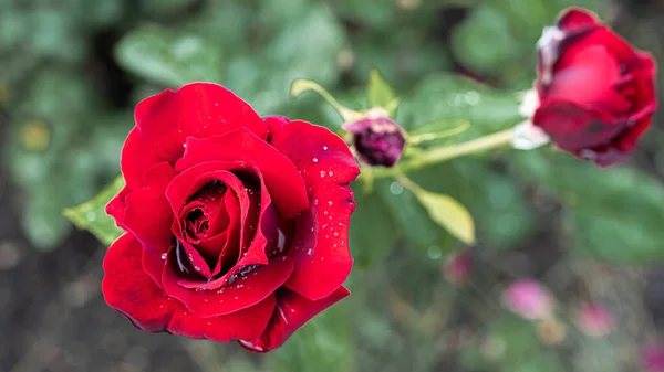 Beautiful red rose with drops after rain in the garden. — Stock Photo, Image