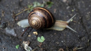 Yollarda sürünen kabuklu büyük salyangoz, bahçede yaz günü