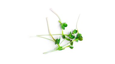 Beyaz arkaplanda mikroyeşil.