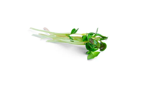 Microgreen sobre fondo blanco. — Foto de Stock