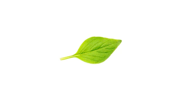 Folha de manjericão verde sobre um fundo branco. — Fotografia de Stock