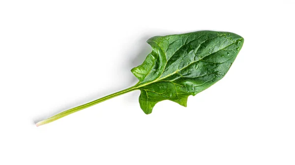 Espinacas frescas sobre fondo blanco — Foto de Stock