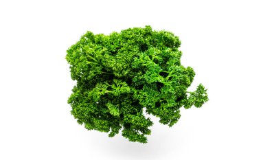 Yeşillik. Beyaz arka planda kıvırcık maydanoz. Makro fotoğraf.