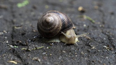 Yollarda sürünen kabuklu büyük salyangoz, bahçede yaz günü
