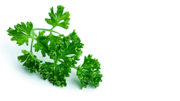 Greenery. Sprigs of curled parsley on a white background. Macro photo. — Stock Photo, Image