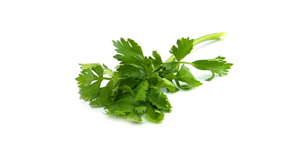 Greenery. Sprigs of parsley on a white background. Macro photo. — Stock Photo, Image