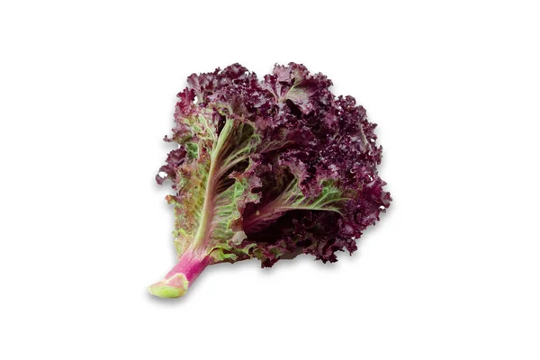 Frash, red Lettuce on white background. — Stock Photo, Image