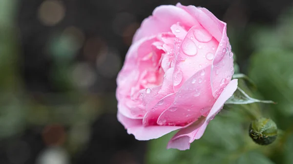 Beautiful pink rose with drops after rain in the garden. — Stock Photo, Image