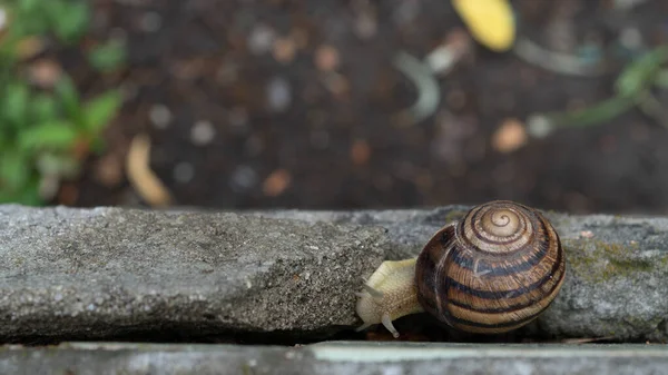 Caracol grande em concha rastejando na estrada, dia de verão no jardim — Fotografia de Stock