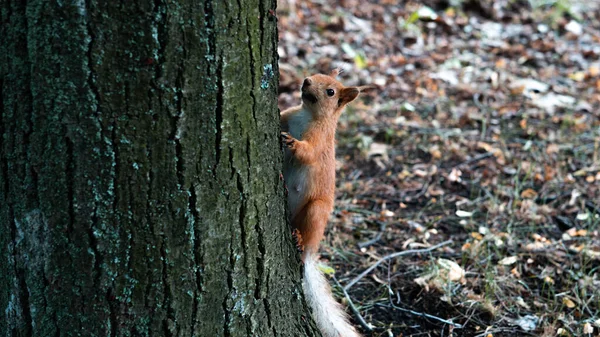 A red squirrel jumps on and around a tree in the garden.