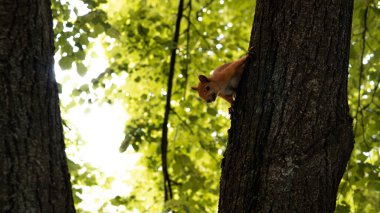 Bir kırmızı sincap bahçedeki bir ağacın etrafında zıplıyor..