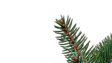 Beyaz arka planda Noel ağacı dalları. Yüksek kalite fotoğraf