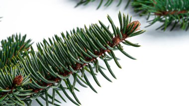 Beyaz arka planda Noel ağacı dalları. Yüksek kalite fotoğraf