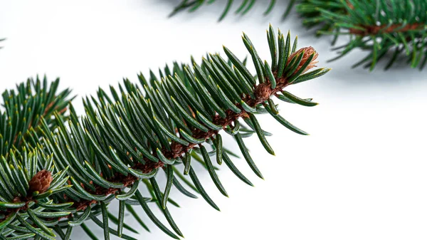 Beyaz arka planda Noel ağacı dalları. Yüksek kalite fotoğraf