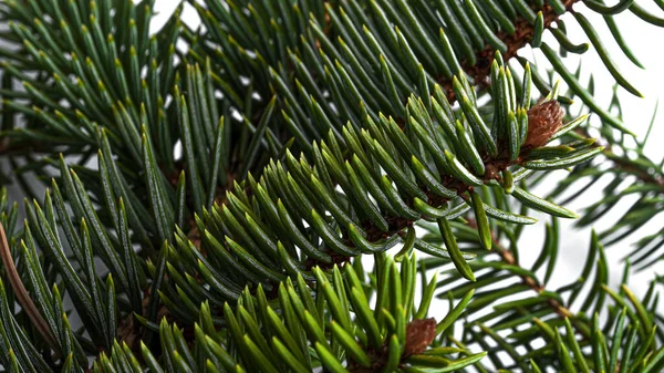 Christmas Tree Branches White Background High Quality Photo — Stock Photo, Image