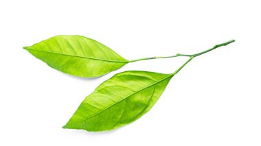 Citrus beyaz arka planda izole bir şekilde bırakır. Yüksek kalite fotoğraf