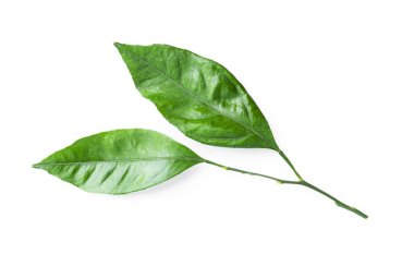 Citrus beyaz arka planda izole bir şekilde bırakır. Yüksek kalite fotoğraf