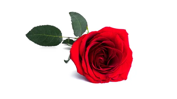 Red Rose Flower Isolated White Background High Quality Photo — Stock Photo, Image