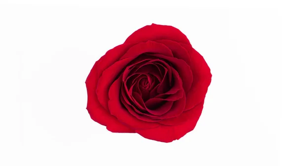 Red Rose Flower Isolated White Background High Quality Photo — Stock Photo, Image